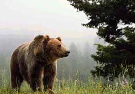 Охота на медведя в апреле