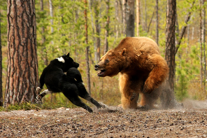 hunting